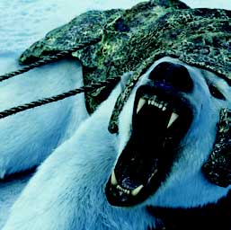 Framestore is lauded for CG polar bear Iorek in The Golden Compass