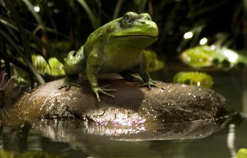 Frog1